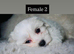 Purebred Maltese puppies with Korean bloodlines on the sire’s side.