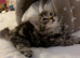 Bengal Maine coon mix kitten!