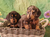 Stunning smooth haired miniature dacshund