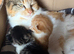 Norwegian x long haired kittens
