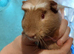 Guinea pigs available