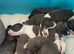 3 boys and 3 girl available. Whippet pups