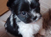 4 pomeranian boys