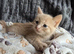 Gorgeous ragdoll cross kittens.