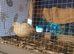Quails - Jumbo English Whites Females (3 available) £25 laying large eggs daily they are pure white colour