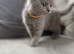 British short haired female kitten READY NOW