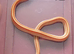 Baby Corn Snakes