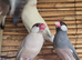 8 java finches