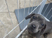 Male sausage pup 13weeks