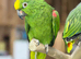 Yellow crowned amazon