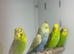 Budgies