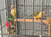 2 pineapple conures and large cage