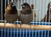 Pair javas and bengaliz