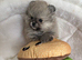 Exceptional tiny kc Pomeranian puppies. Male & female stunning!