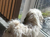 Imperial ShihTzu puppy his sister is also available