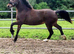 Stunning 2yr filly to make 14.2+