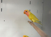 Stunning Various Baby Lovebirds
