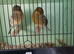 Gloster canary