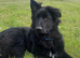 Solid Black Long Hair German Shepherd