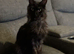 Beautiful Black Maine Coon Girl &ndash; 3 Years Old