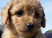 Poochoon pups