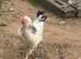 Light Sussex pure breed Cockerel