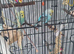 12 week old female budgies x2