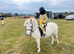 10.2hh lead rein pony
