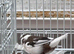 Breeding pair bengalese