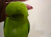 Baby ring neck tamed talking Parrot