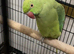 Indian Ringneck
