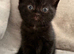 British short hair kittens