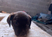 Terrier x collie pups for sale