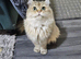 Lovely cat for sale