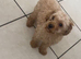 Toy poodle puppy&rsquo;s