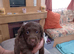 Cocker spaniels last two females