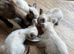 Siamese girl kittens ready now