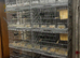 Breading Cage
