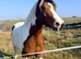 Full Loan &ndash; 15hh PBA Mare