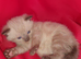 4beautiful burmese cross tabby kittens