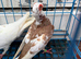 English Barbs for Sale &ndash; Birmingham