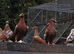Mulemans racing pigeons available