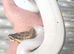 Special pastel leopard pied python
