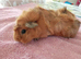 Guinea pigs for sale