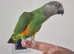 Baby senegal with cage