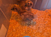 Silkie chicks