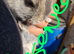 Mini lop babies