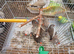 Zebra finch