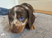 Beautiful mini dach puppies