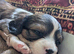 Beautiful puppy